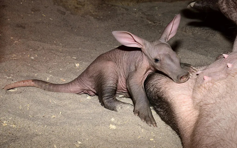 Malý zázrak v pavilonu Kalahari. Zoo Olomouc intenzivně pečuje o vzácné mládě hrabáče