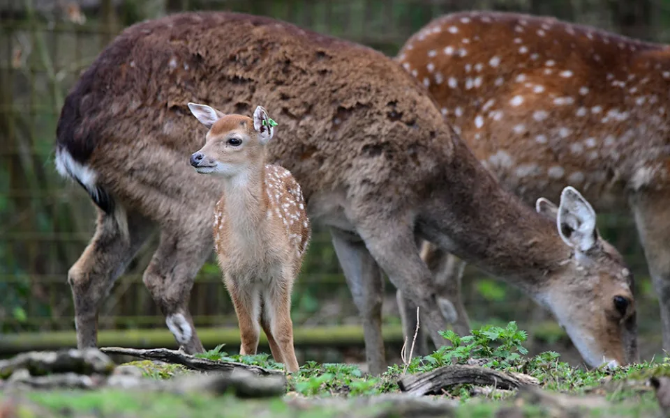 Stádo vzácných vietnamských jelenů sika se rozrůstá. Zoo Olomouc hlásí šest mláďat