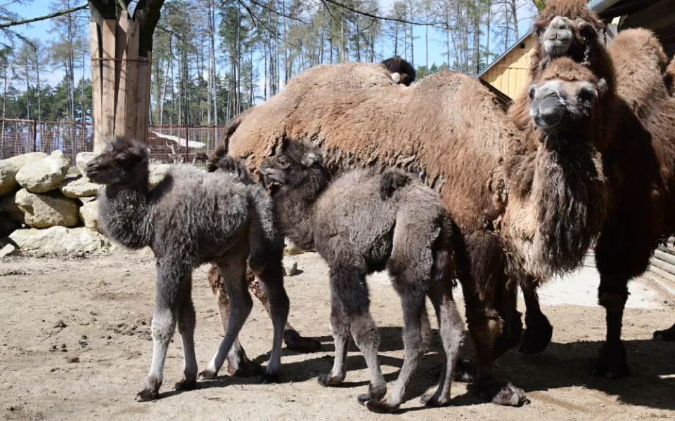 Zoo Olomouc hlásí trojnásobnou radost u velbloudů. Samec Lorenzo se činil