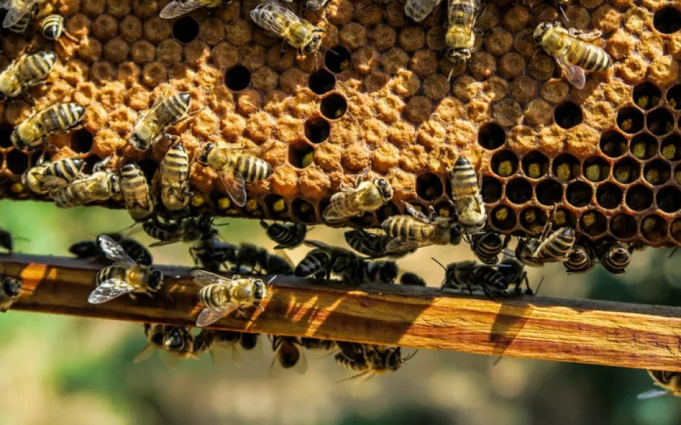 size3-apiary-1867537_960_720