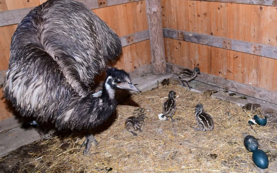 Skvělý úspěch v olomoucké zoo. Návštěvníci se mohou těšit na mláďata emu hnědých