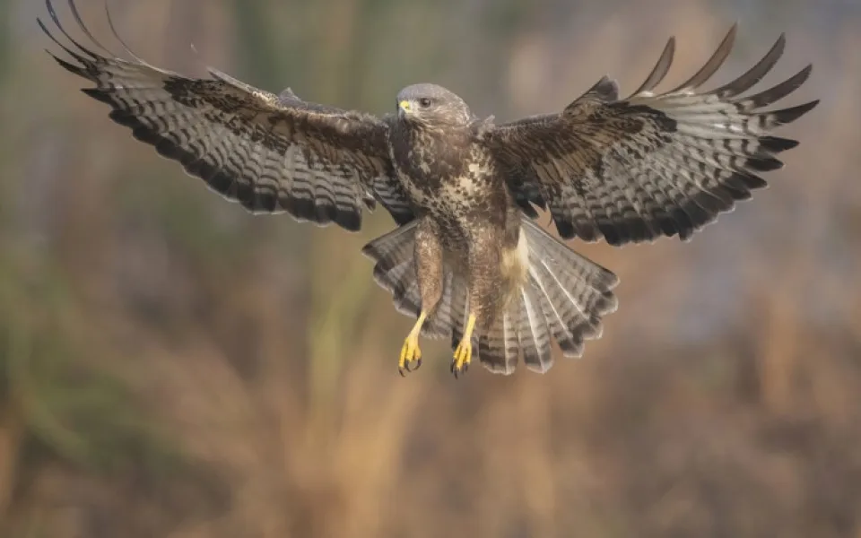 size3-buzzard-7040186_960_720