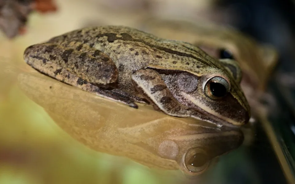 Žáby létavky i obří kobylka. Zoo Olomouc otevřela novou terarijní expozici