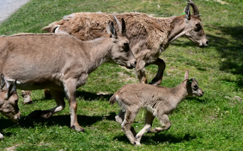 V olomoucké zoo se narodilo pět vzácných kozorožců. V přírodě jich zůstává posledních pět stovek