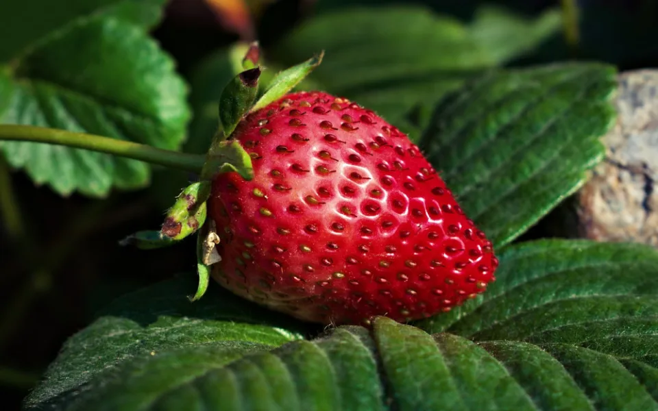 strawberry-ga09091663_1280