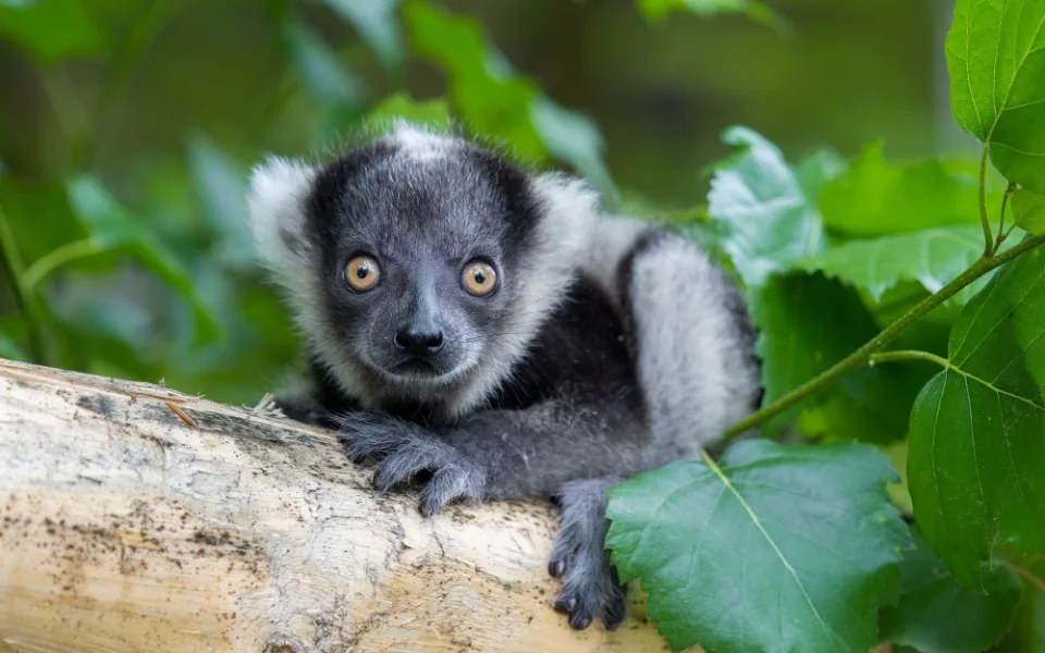 V olomoucké zoo se narodilo další mládě kriticky ohroženého lemura. Kluk se má čile k světu