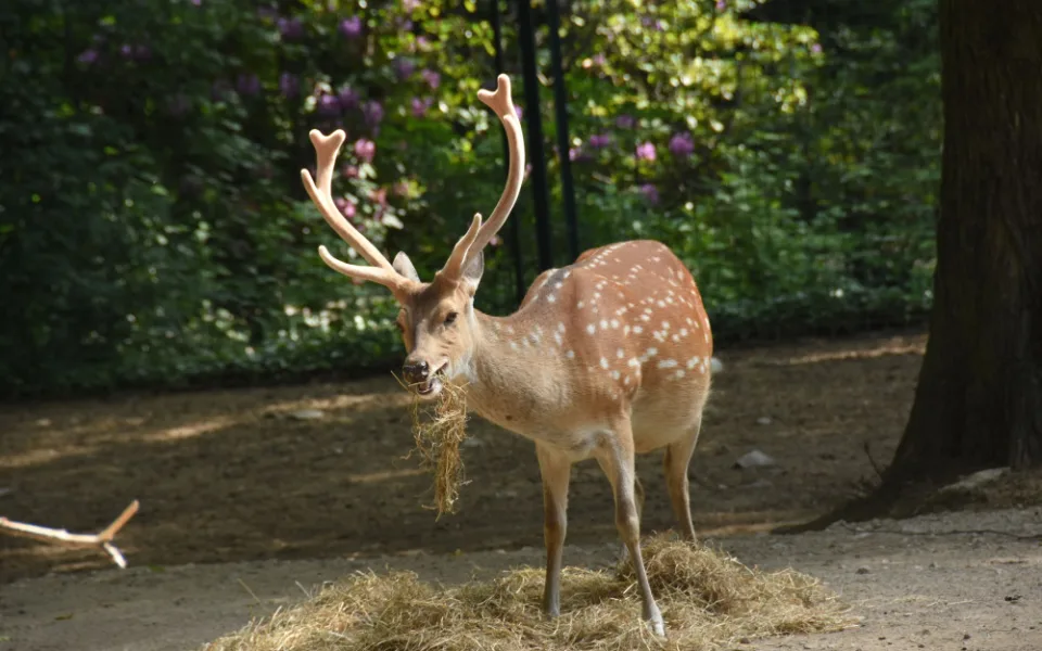 Olomoucká zoo bude řídit chov vzácného jelena po celém světě. Má druhé největší stádo
