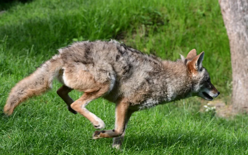 Olomoucká zoo nově chová severoamerickou šelmu. Jako jediná v republice