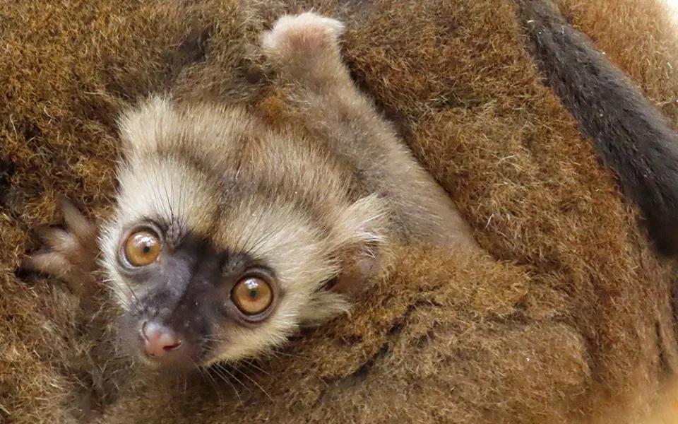 Lemuří dvojčata poznávají výběh v Zoo Olomouc