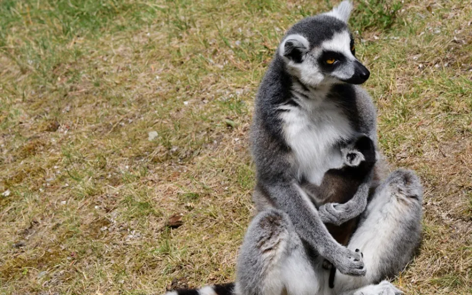 Olomoucká zoo se může pochlubit dalším mládětem lemura. Víc než deset let zde funguje chovná stanice