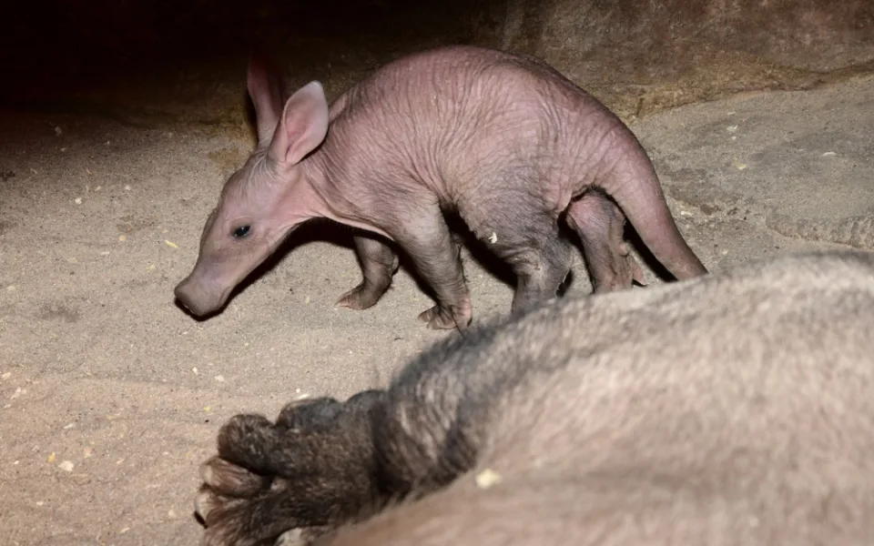 Další úspěch olomoucké zoo. Slaví odchování mláděte hrabáče