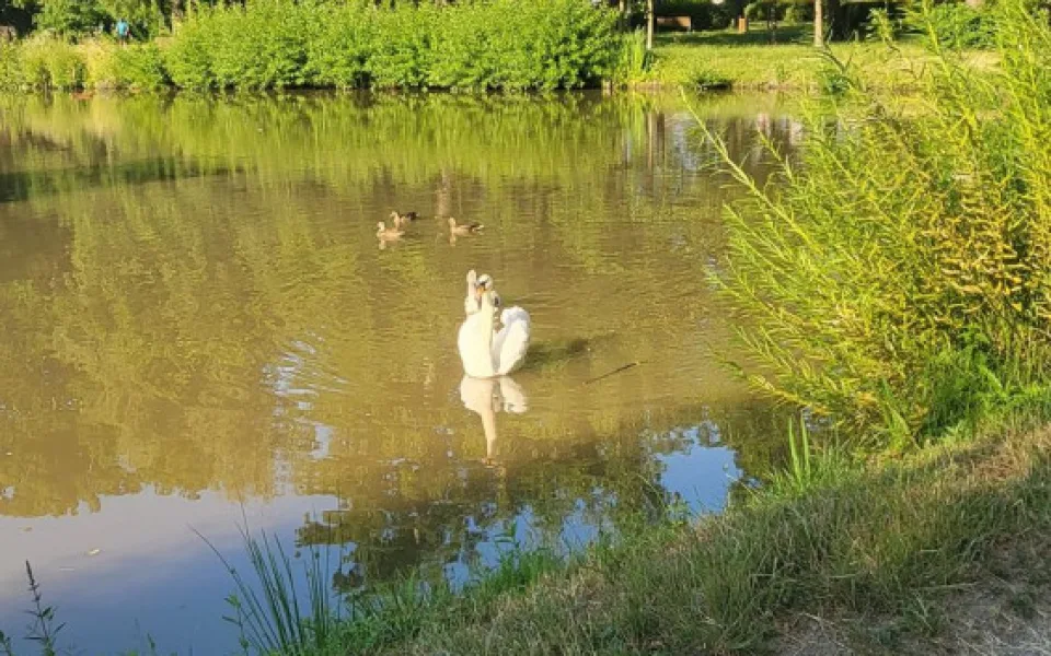 ilustrační foto
