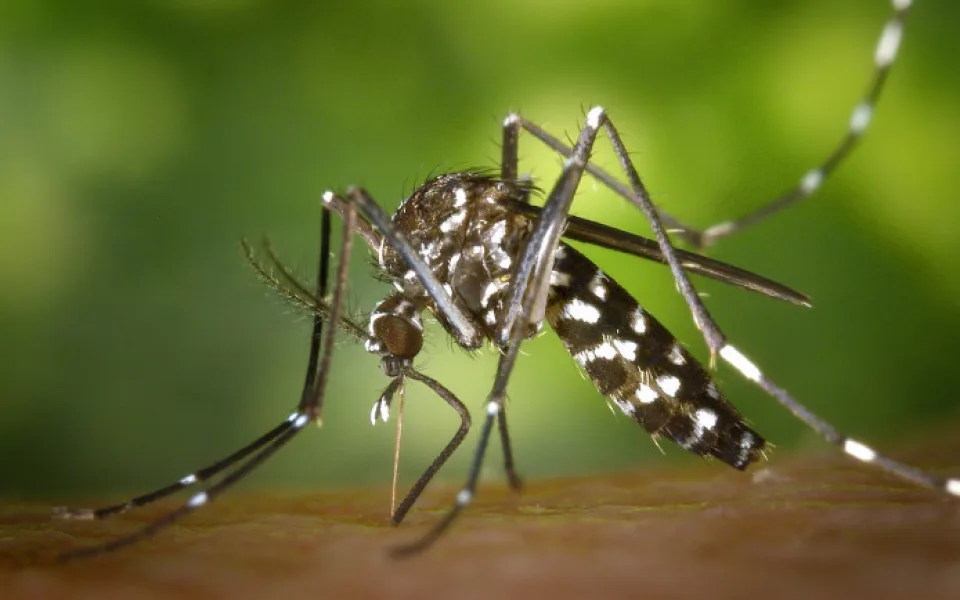 size3-168967752927-2-komar-tygrovany-se-objevil-v-rakouskem-linci-muze-prenaset-horecku-dengue