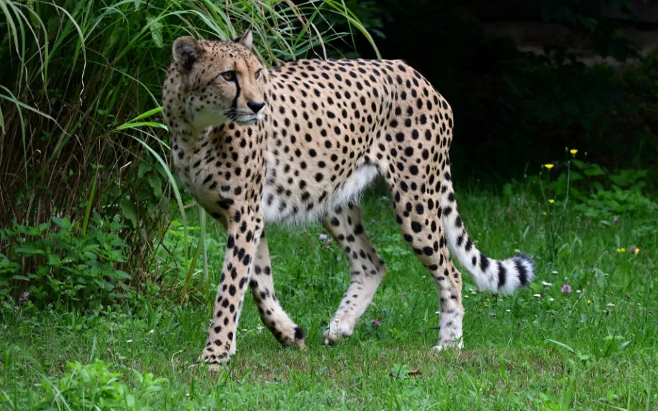Do olomoucké zoo se vrátili gepardi. Dva noví samci přijeli z Dvora Králové
