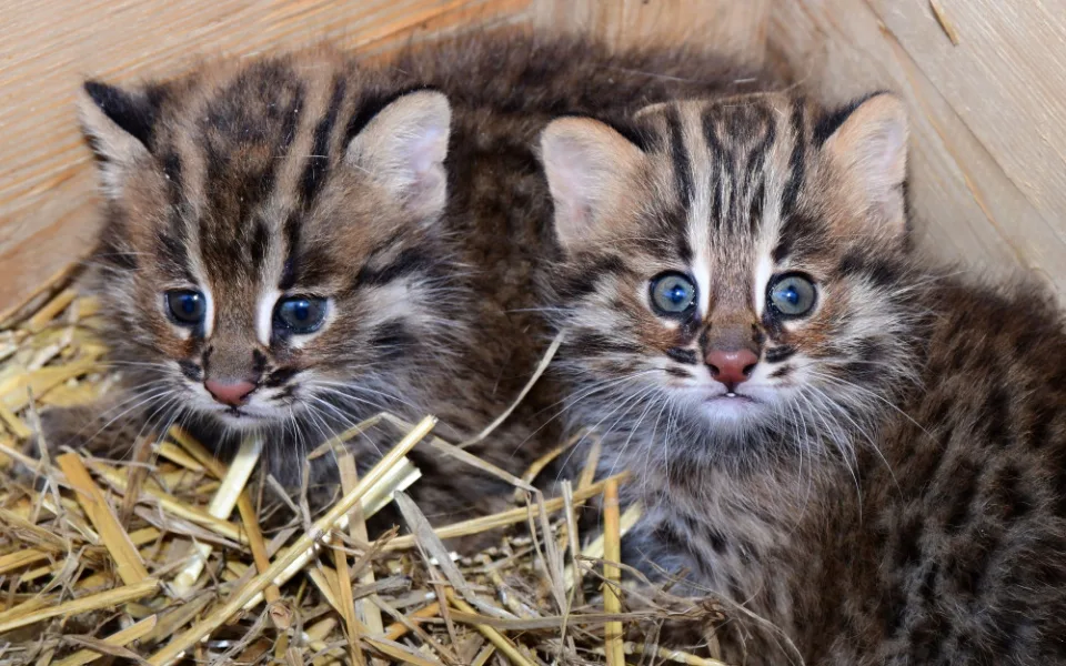 Dvě krátkouchá koťata jsou nyní k vidění v olomoucké zoo. Kvůli kožešině jde o kriticky ohroženou kočku