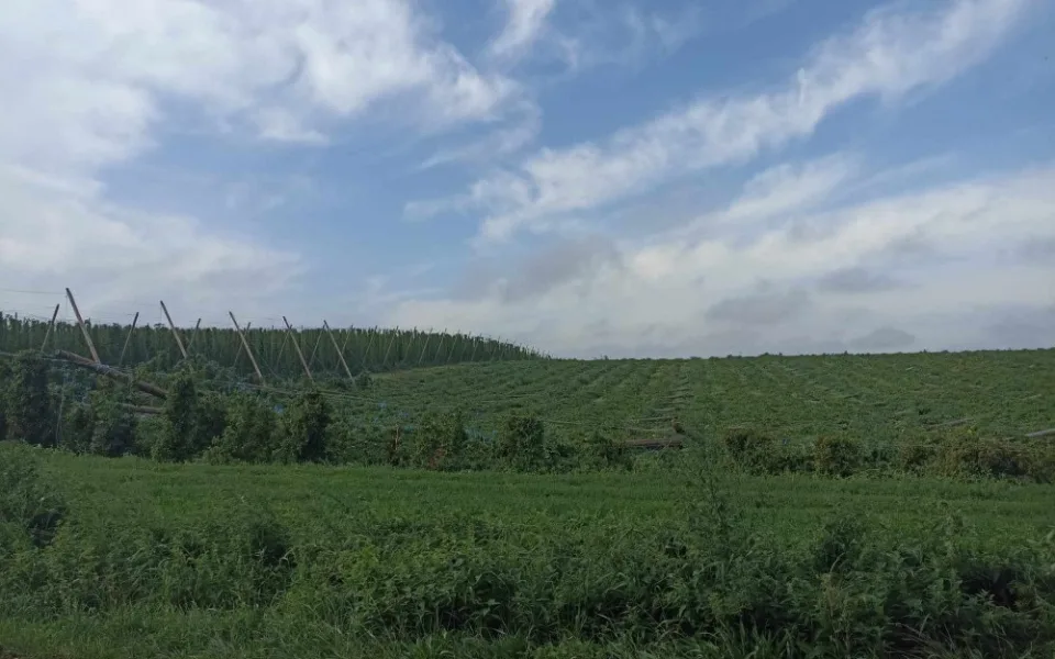 Bouře poškodila chmelnice u Kokor či Velkého Týnce
