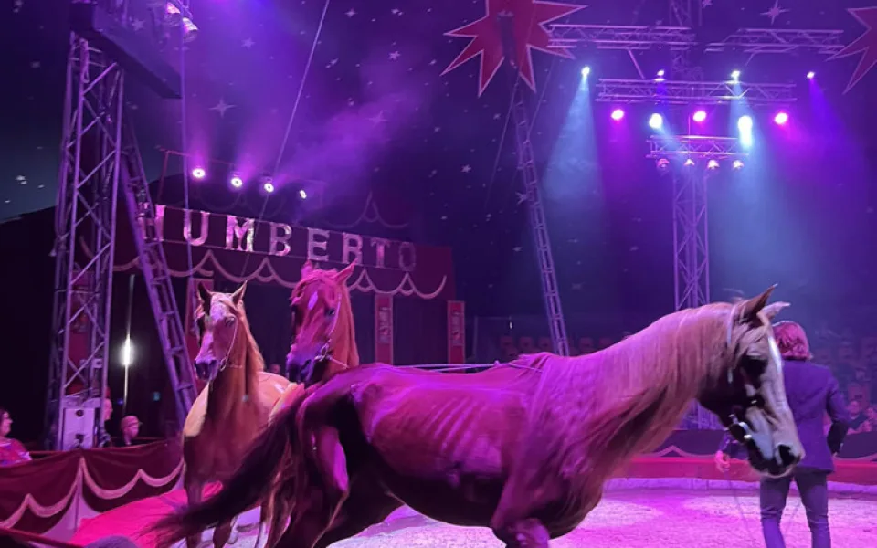 Veterinární inspekce zkontrolovala cirkus na Hané kvůli vyzáblému hřebci. Pochybení nezjistila