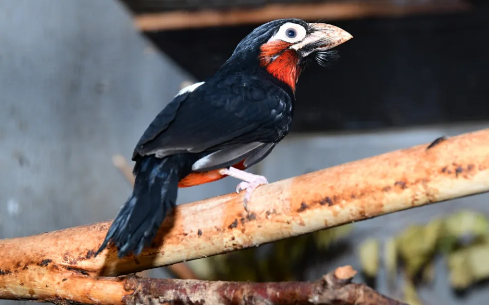 První mládě vousáka po osmi letech. Olomoucká zoo slaví úspěch s chovem afrického ptáka