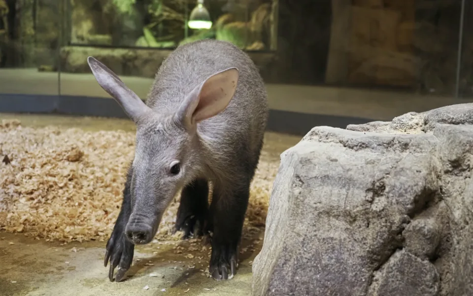 Olomoucká zoo je jedna ze tří v Evropě, kde se letos podařilo mládě hrabáče odchovat