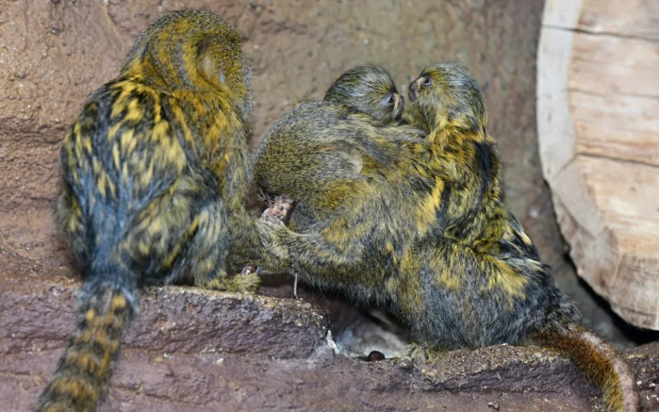 V olomoucké zoo už jsou k vidění dvojčata nejmenších opic na světě. Vozí se na zádech otce a sourozenců