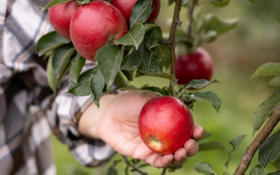 Kofola kupuje Pragerovy sady na Šumpersku. Bude zde pěstovat ciderovou odrůdu jablek