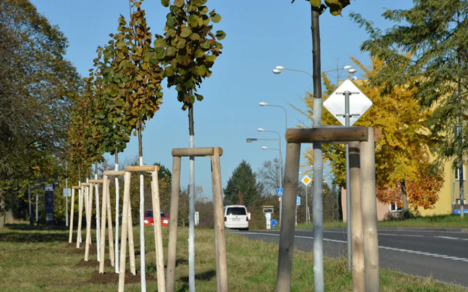 Dvojitá lipová alej pro Okružní ulici. Pozemek u rušné silnice Olomouc věnovala stromům