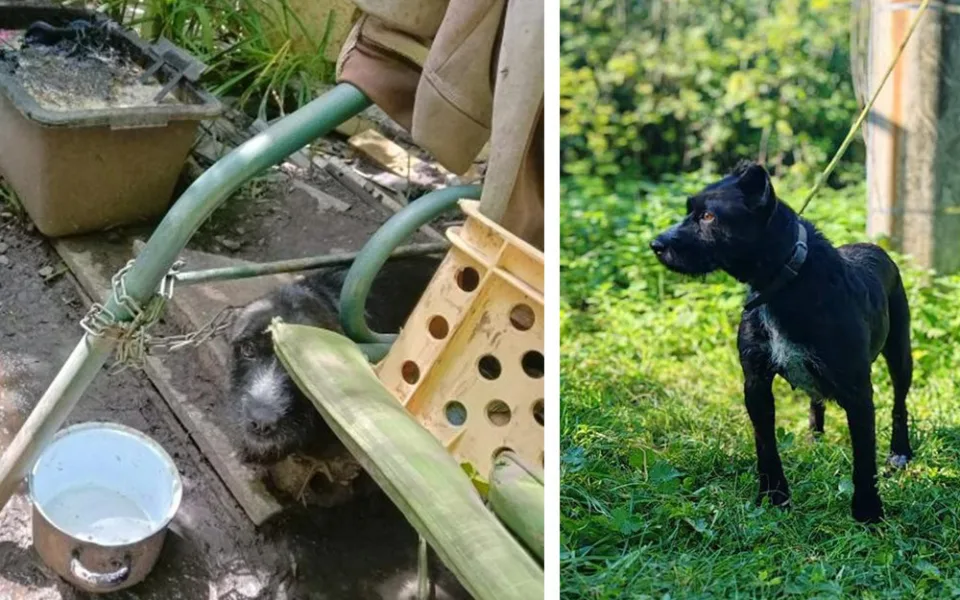 Pejsci žili na zahradě v Němčicích nad Hanou v žalostných podmínkách, po čtvrt roce v útulku se jim daří lépe
