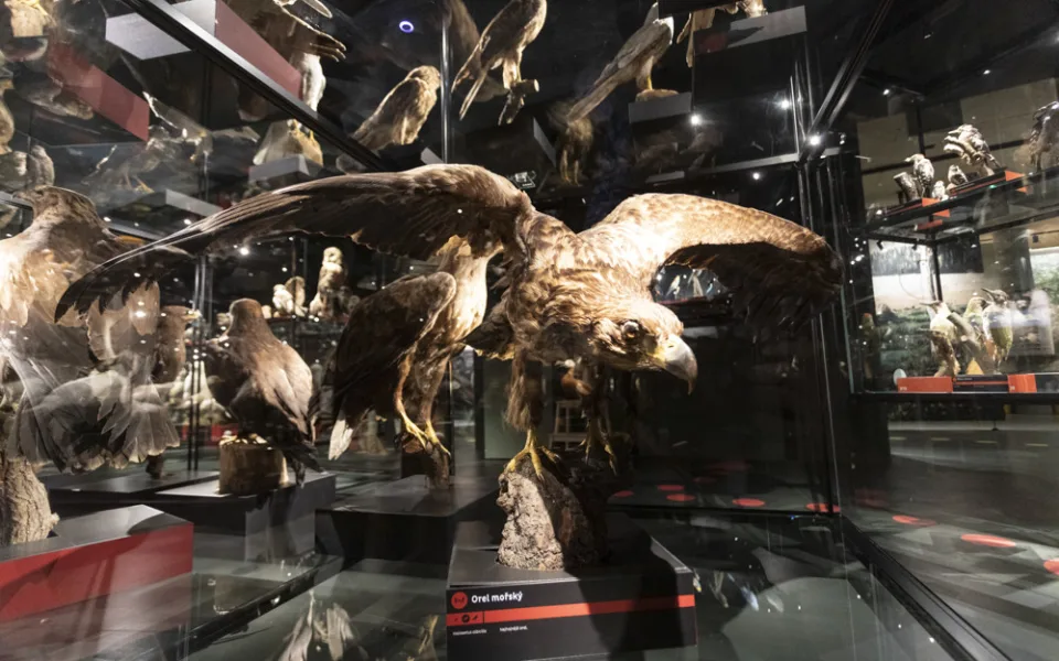 FOTOGALERIE: Jedinečná ptačí říše v Přerově. Po rekonstrukci se otevře muzeum Ornis
