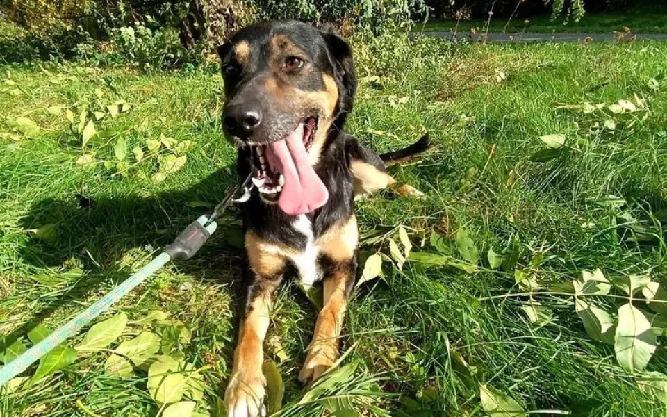 HLEDÁME PÁNÍČKA: Charlie, Akinka a Endy čekají v Javorníku na nový domov. Jsou to pohodoví pejsci