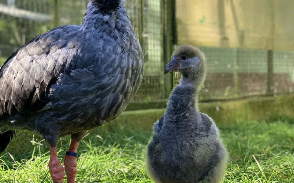Zoo Olomouc má nového křiklouna. Po letech se podařil náročný odchov čáji obojkové