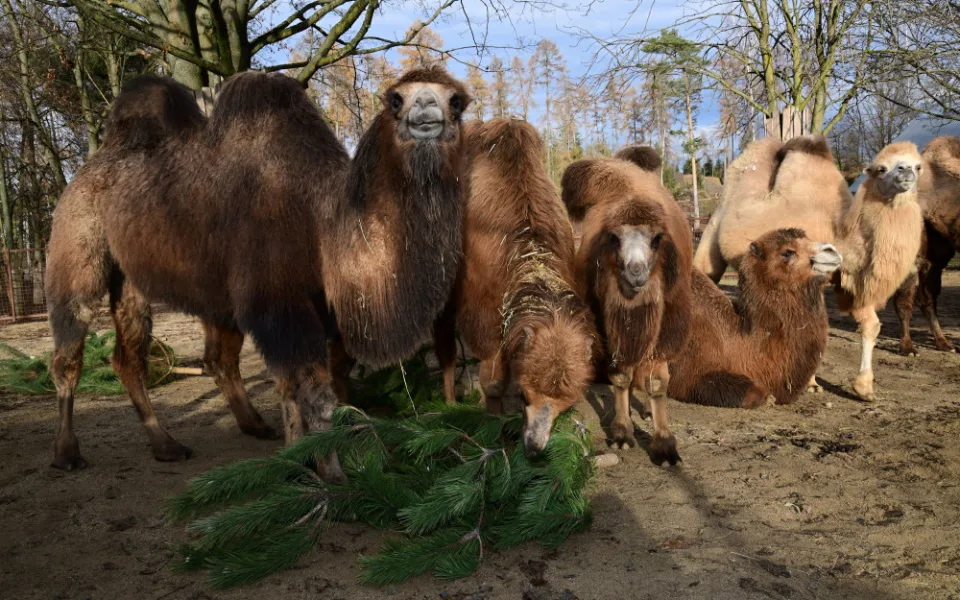 Kam s ním? Vánoční stromeček z obýváku do zoo nepatří, upozorňuje vedení olomoucké zahrady