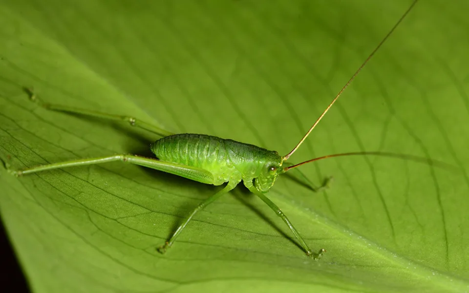 Nymfa kobylky Siliquofera grandis