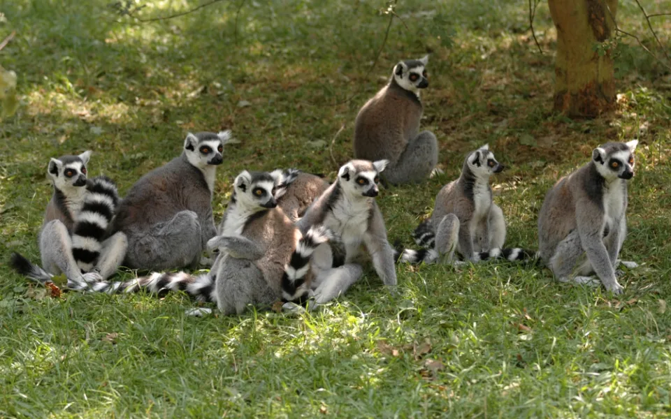 Kolik mají vůbec zvířat? V Zoo Olomouc probíhá takzvaná Zooinventura