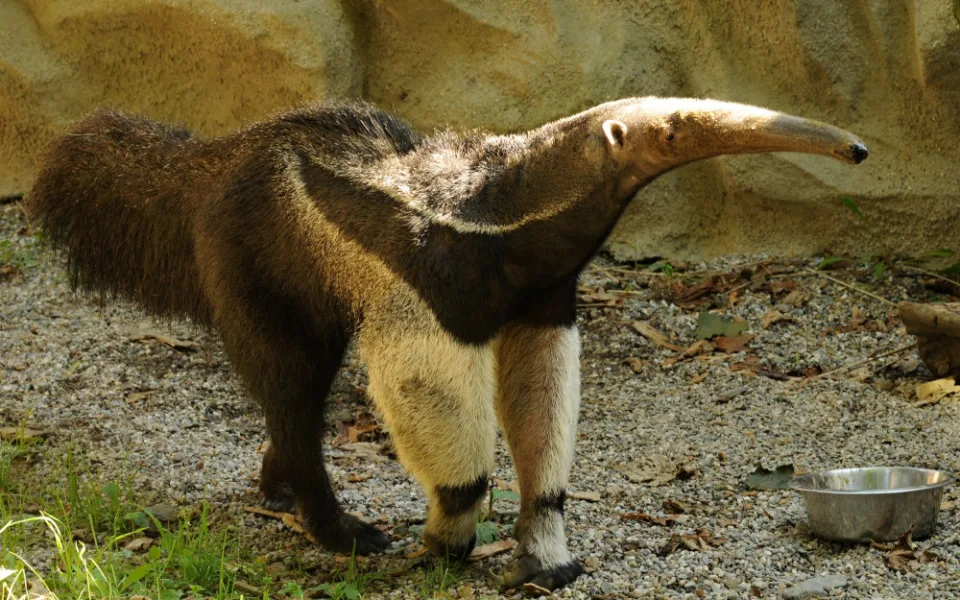 Olomoucká zoo se loučí s mravenečníkem Sylvinem. Zasloužil se o vůbec první odchované mládě v ČR