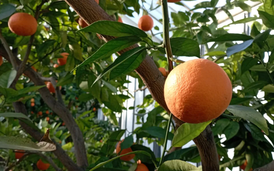 Vůně citrusů v únoru. Olomoucké Sbírkové skleníky se otevírají