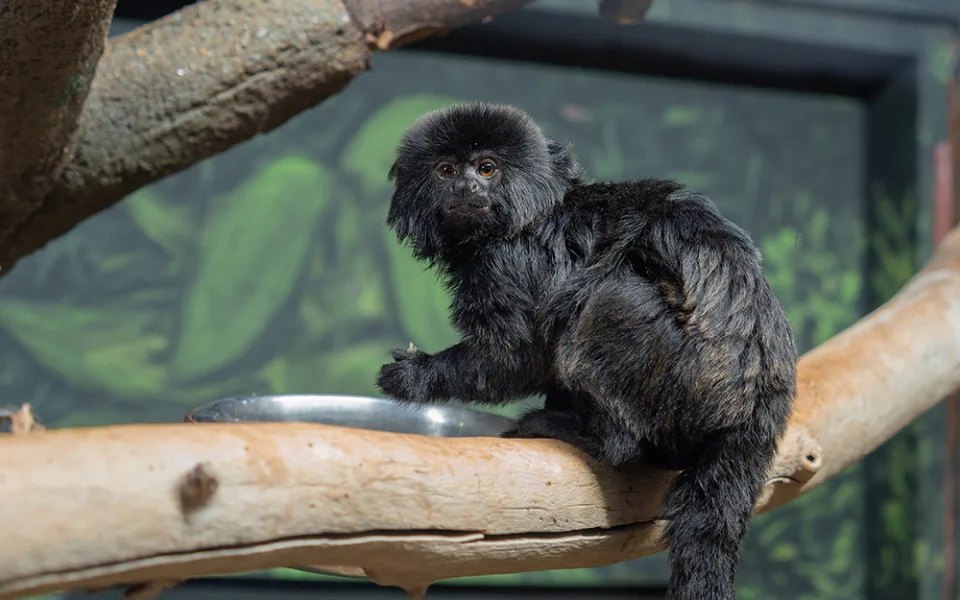 Do olomoucké zoo přicestovala ze Slovinska opice rodu kalimiko
