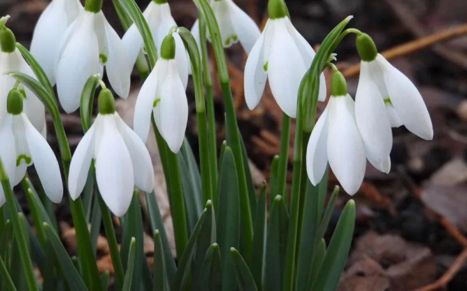 size3-snowdrops-4018701_1280