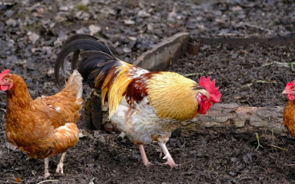 size3-16380906687502-60-na-jizni-morave-se-objevila-ptaci-chripka-veterinari-vyhlasuji-mimoradni-opatreni