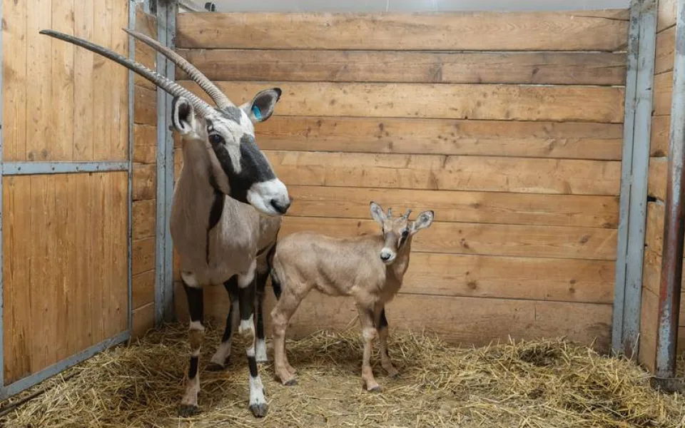 Olomoucká zoo si připisuje další úspěch. Tentokrát za narozené oryxe