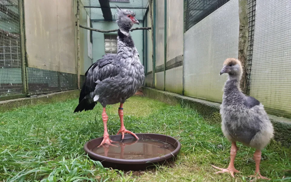 Olomoucká zoo navázala na loňský úspěch. Odchovala dvě nová mláďata křiklounů
