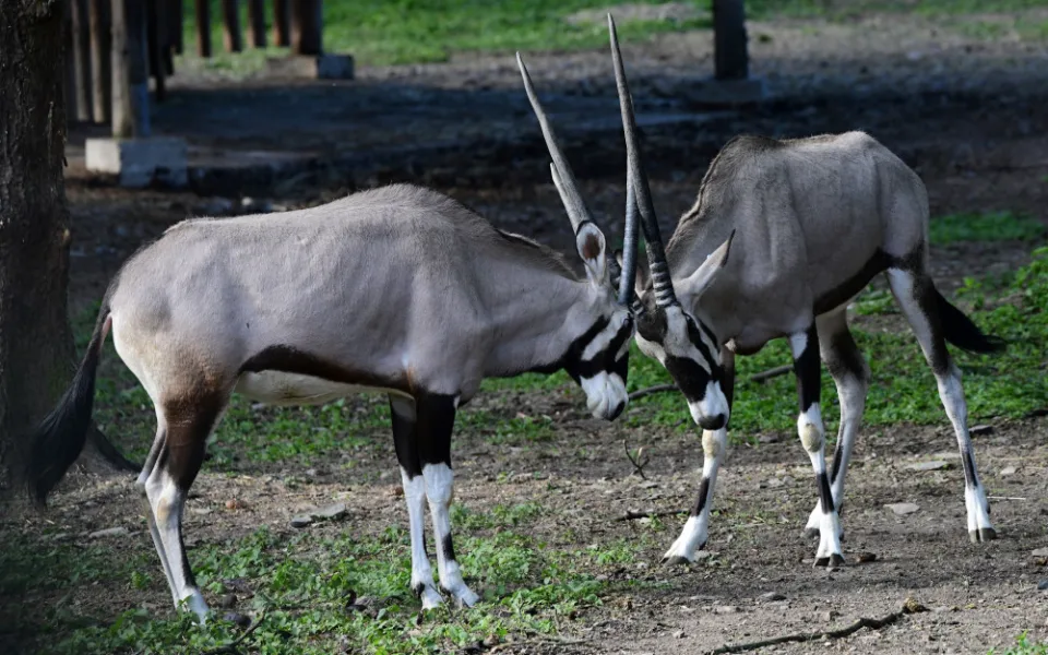 Olomoucká zoo již vypustila do výběhu stádo oryxů. Patří k nejúspěšnějším chovatelů v Evropě