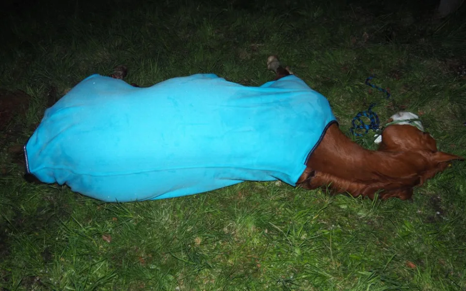 Ve Velkých Losinách se splašil kůň a skočil do cesty kamionu. Veterinářka musela zvíře utratit