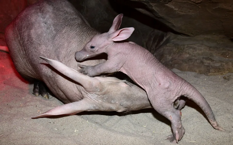 Zázrak se podařil. Olomoucké zoo se podařilo odchovat mládě velmi vzácného hrabáče