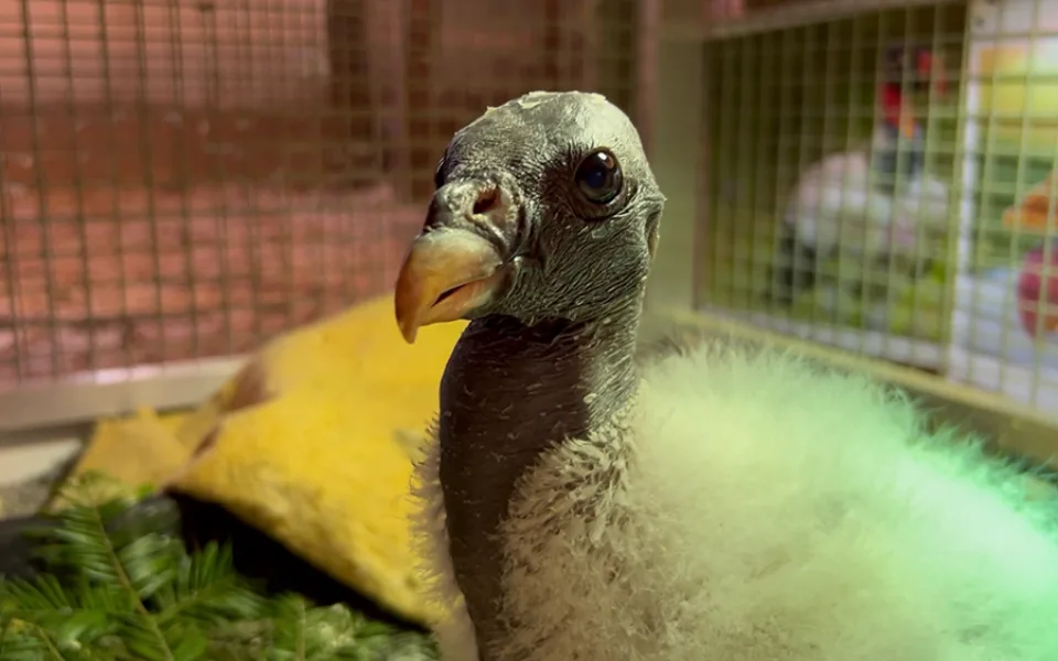 Mládě kondora královského odchovává Zoo Olomouc po 14 letech