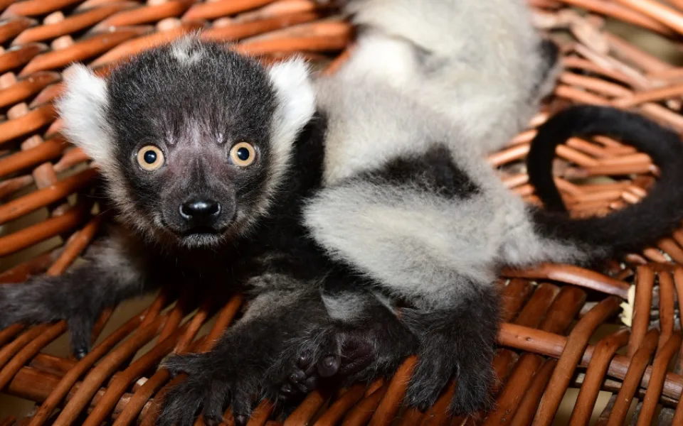 Lemuři z olomoucké zoo mají trojčata. Dvěma roztomilým samečkům a samičce se daří výborně