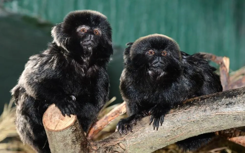 Přibude v olomoucké zoo další mládě? Postarat se o něj může nový pár kalamik
