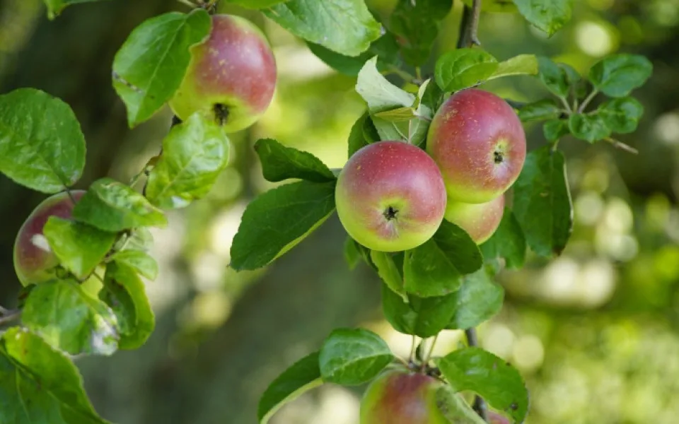size3-apples-8306677_1280