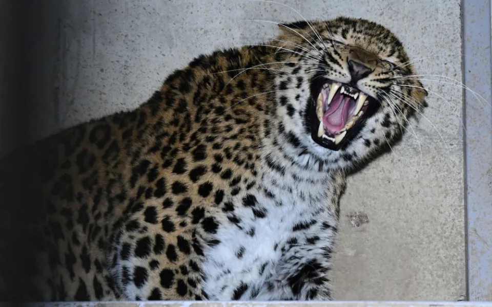 Olomoucká zoo chová nový druh levharta. Ale jen dočasně