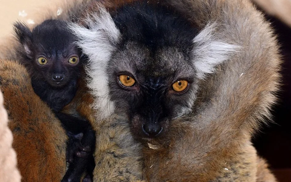 Mláďata lemurů nosí samice na svém těle