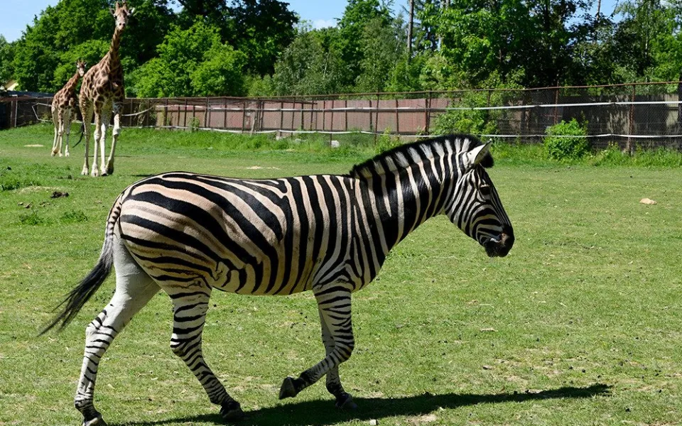 Zebry Chapmanovy v Zoo Olomouc sdílí výběh se žirafami